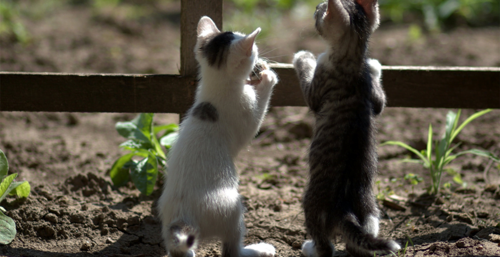 幸福生活的关键：好奇心