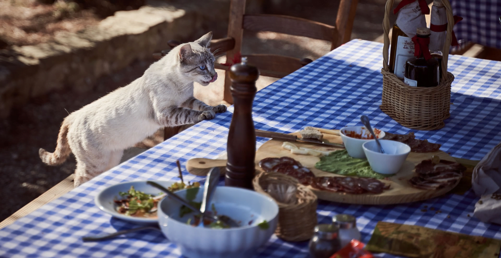很快就饿的原因